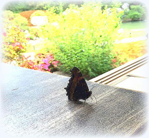 Photo_5